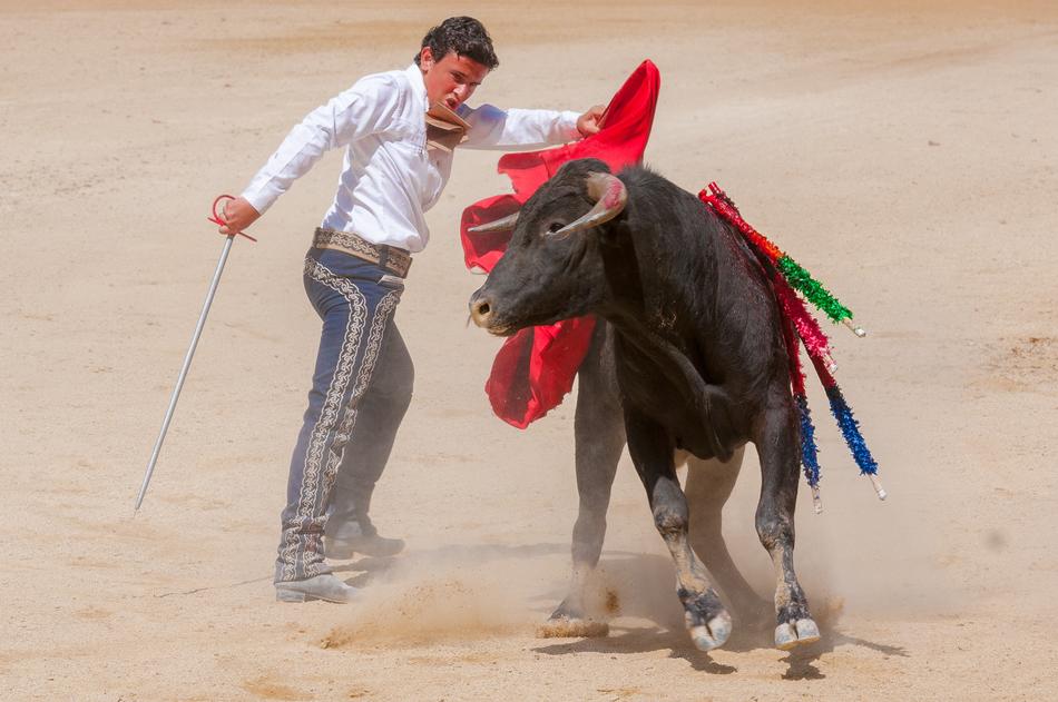 Bolsin Bullfight Bull