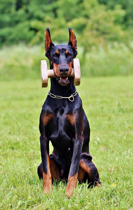 Doberman Fejkép Apportfa