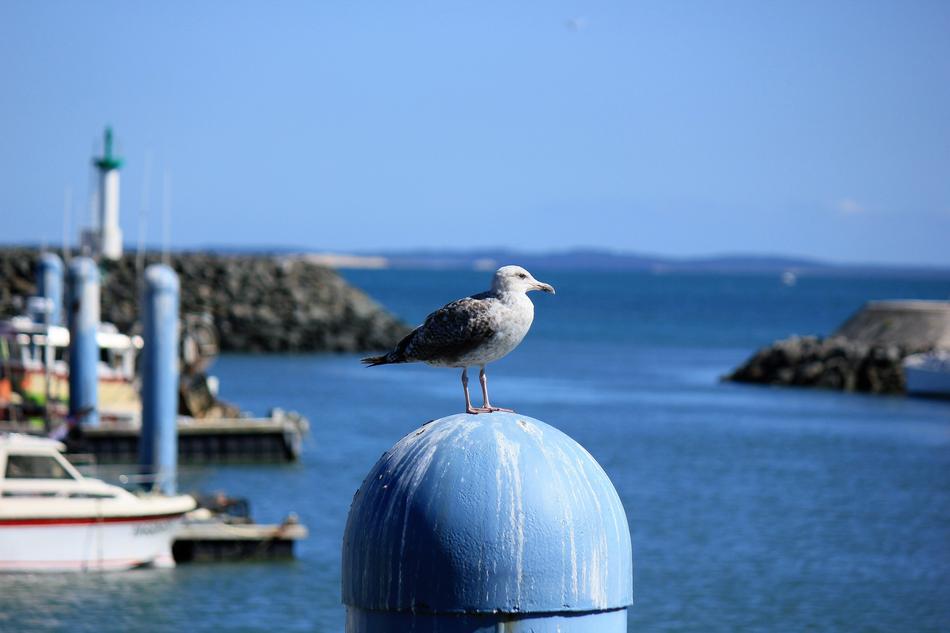 Birds Island Of Oleron Sea