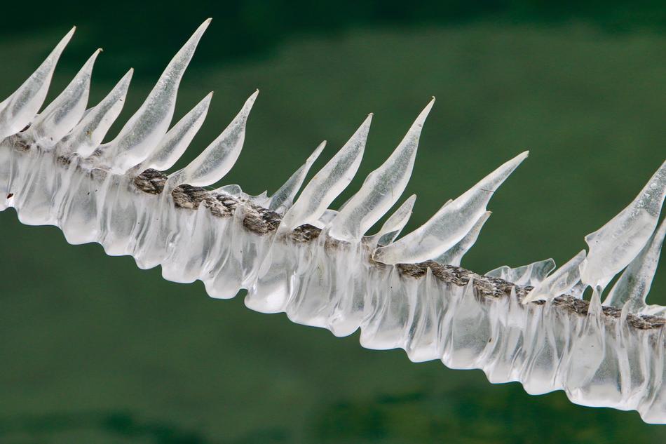 Closeup picture of Icicle Pointed