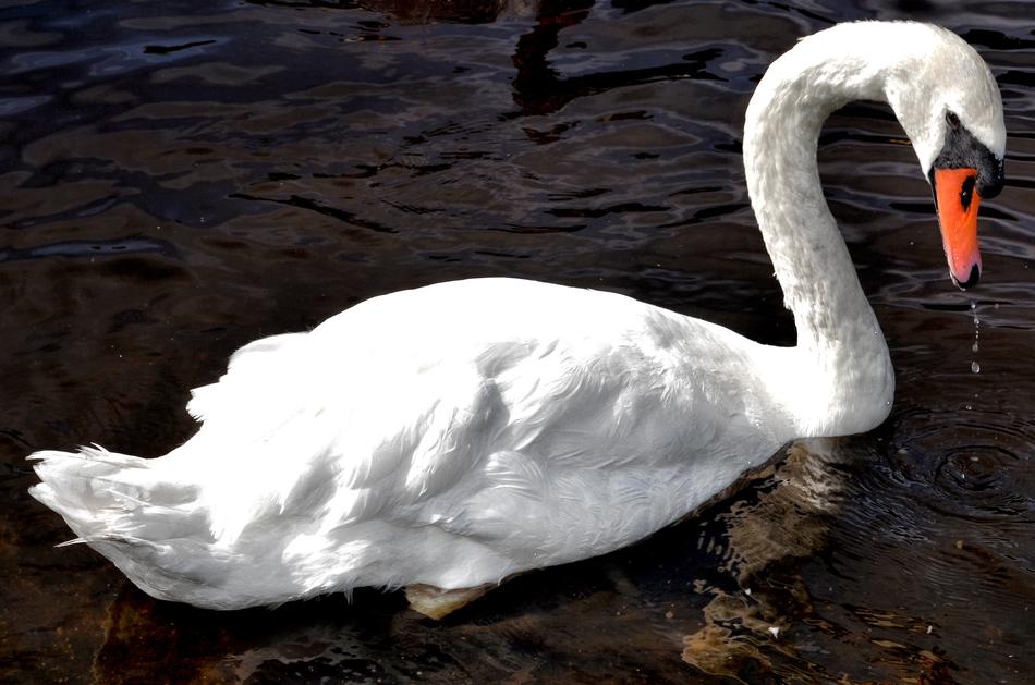 Swan River Bird