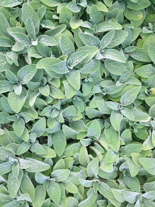 green leaves of plants in the garden