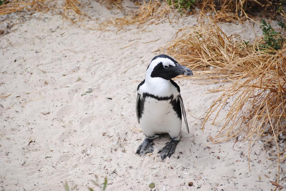 little penguin on the beach