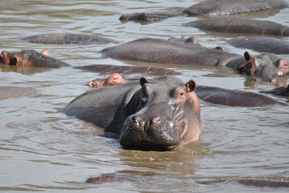 Hippo Hippopotamus Africa National