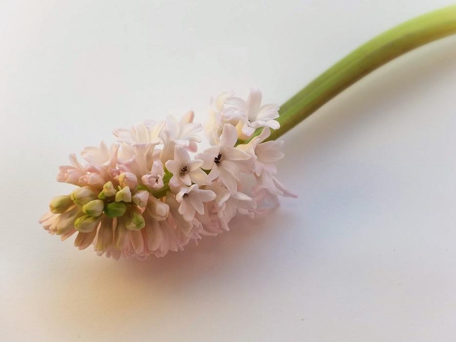 Hyacinth Pink Flower decoration