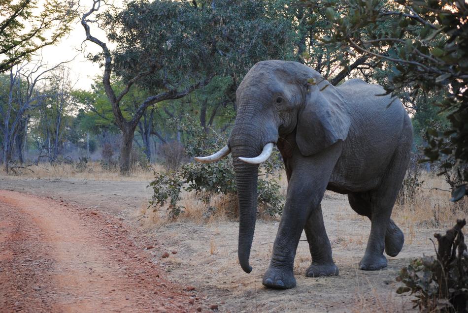 Elephant Zambia South Luangwa