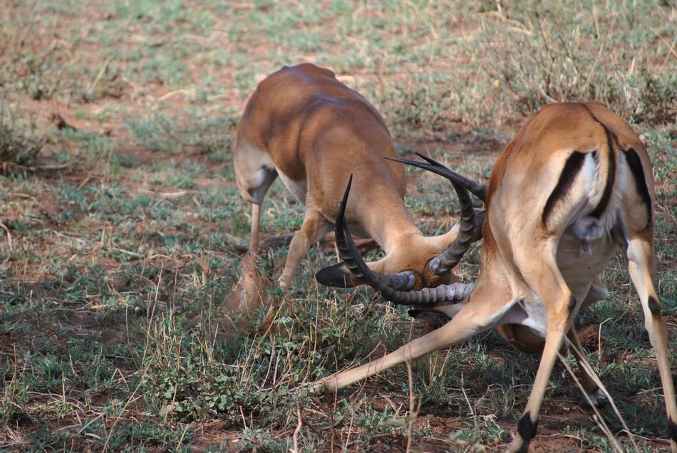 Africa Tanzania National Park