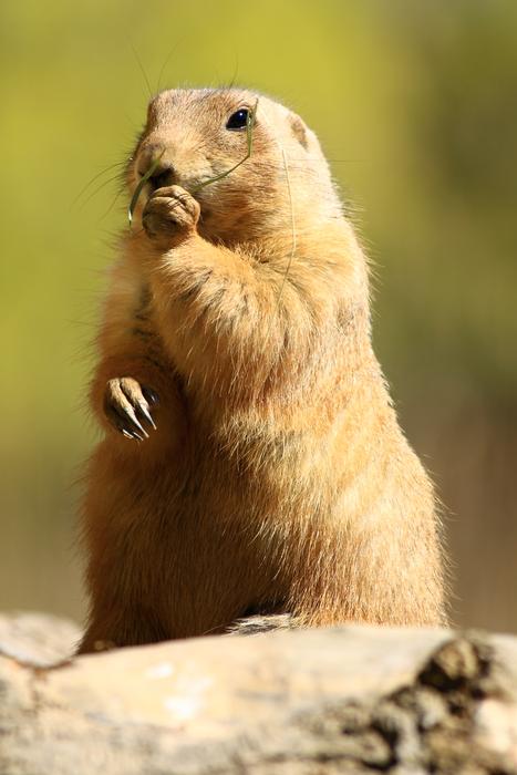 Prairie Dog Standing Zoo