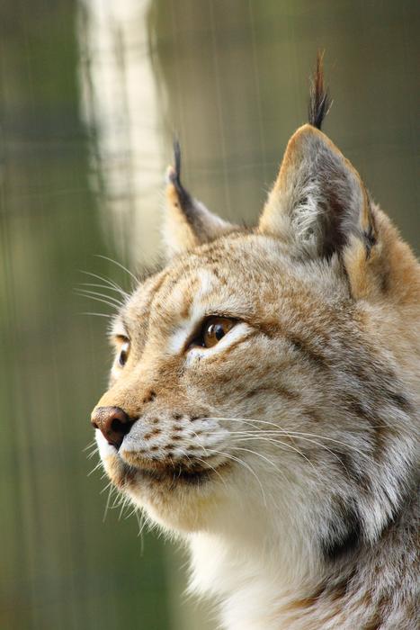 Lynx Zoo Rostock