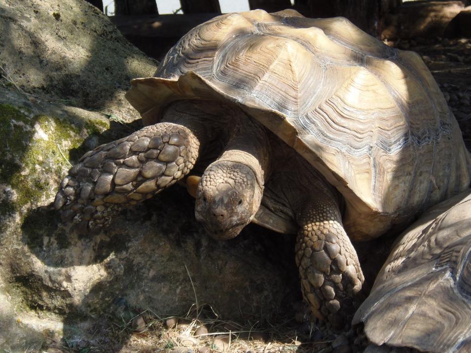 Turtle Animal