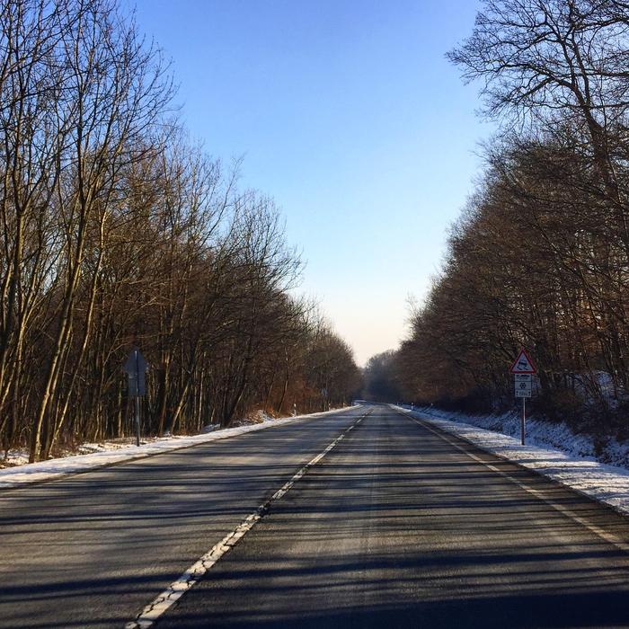 Winter Road Forest