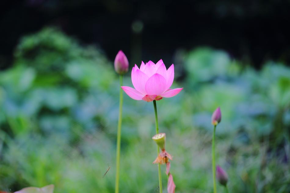 Lotus Daechung Village