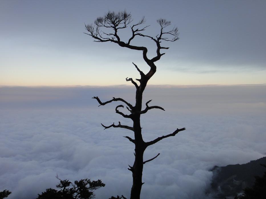 Clouds Giant Tree Sam