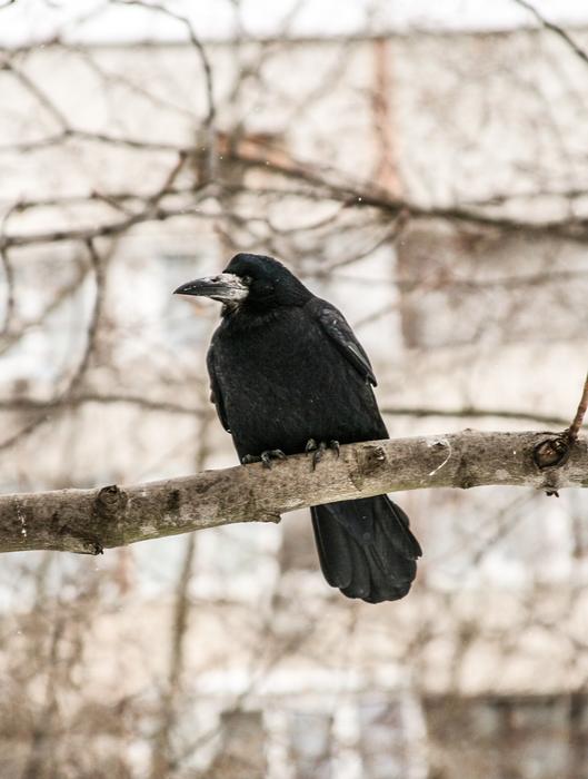 Raven Bird Winter