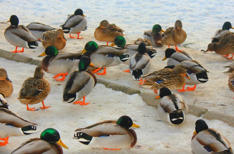 Harlequin Wild Ducks at winter