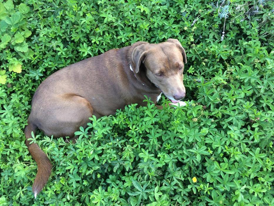 Labradormix Scroll Dog On Brown