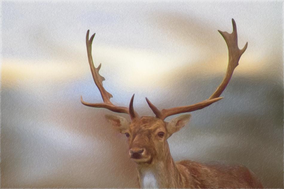 Drawing Colored Pencil