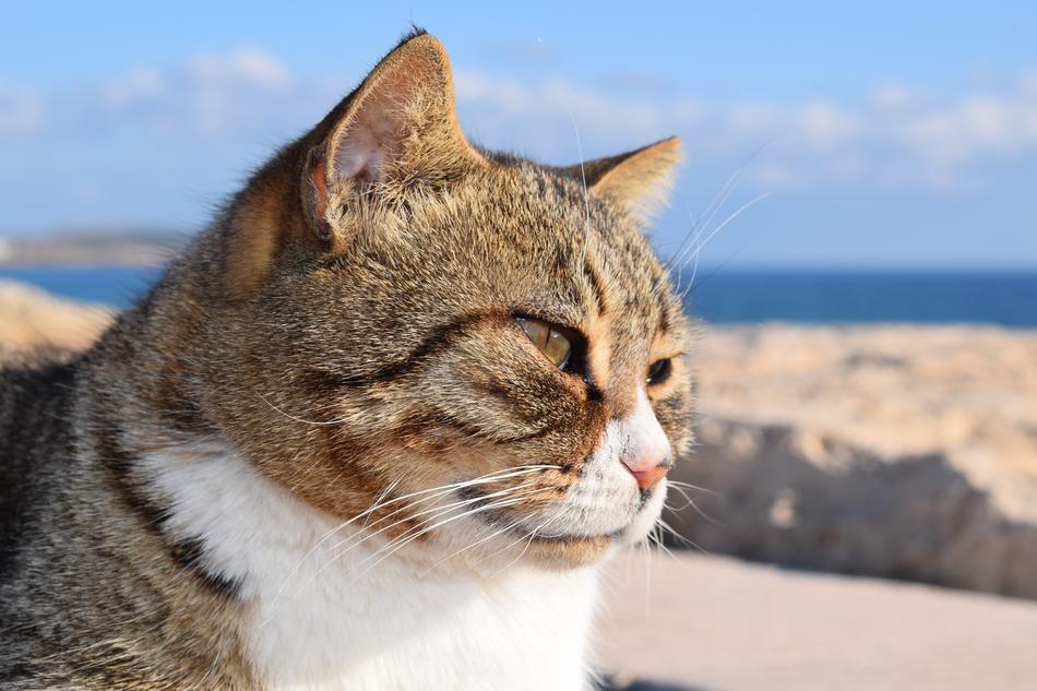 perfect Cat Stray