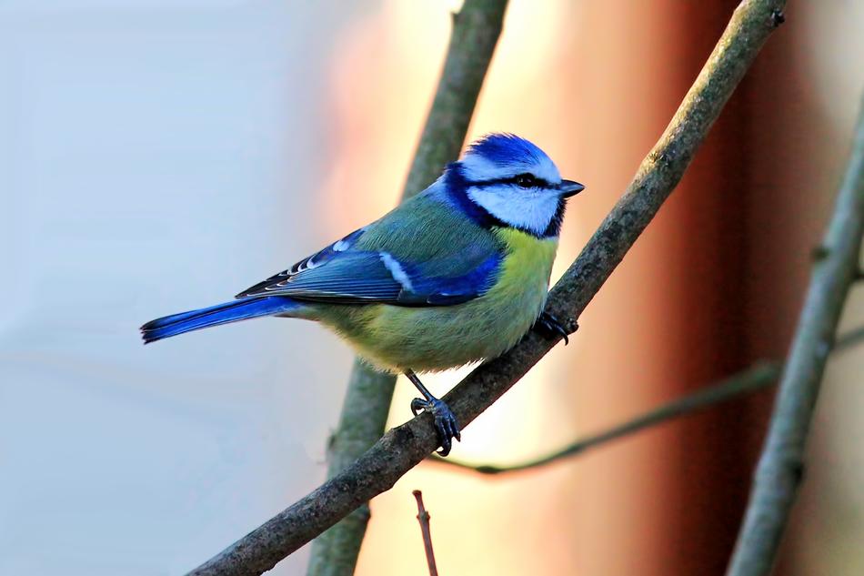 Blue Tit Bird Small