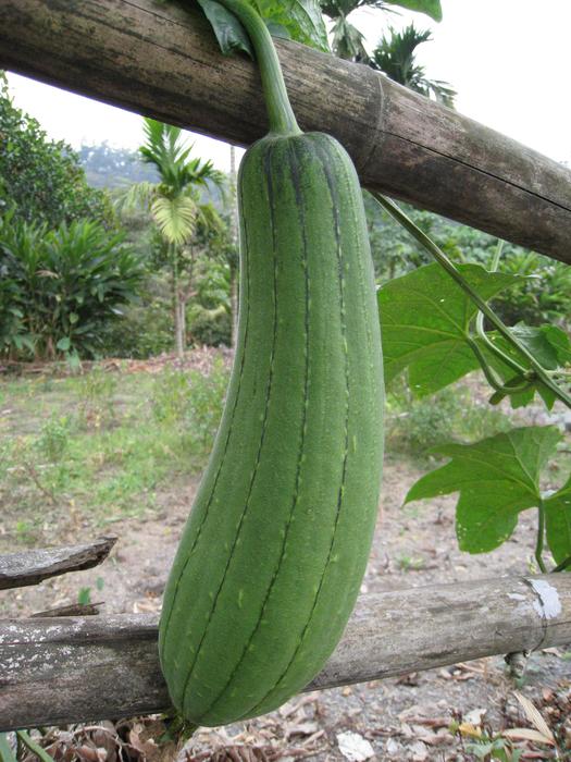 Sponge Gourd Snake Melon