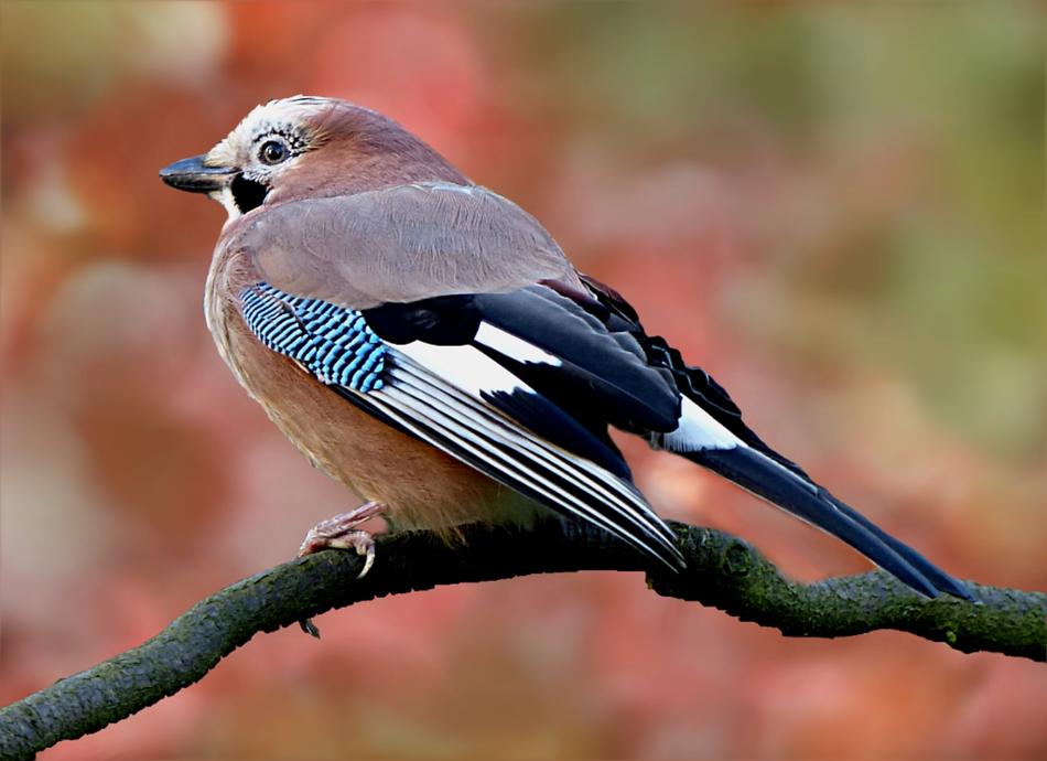 Beautiful and colorful Garrulus Glandarius bird on the branch among the colorful plants