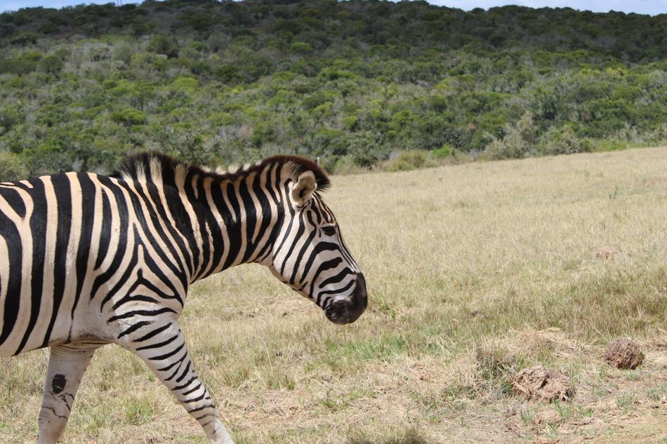 impressively beautiful Zebra Mammal