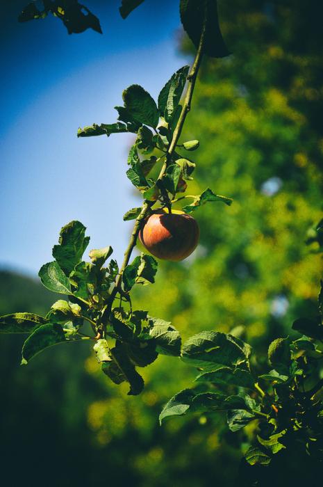 Apple Tree Garden