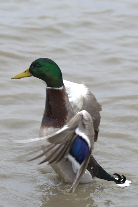 Duck Bird Water