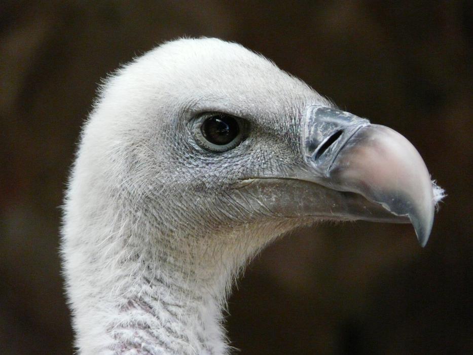 macro profile photo of vulture head