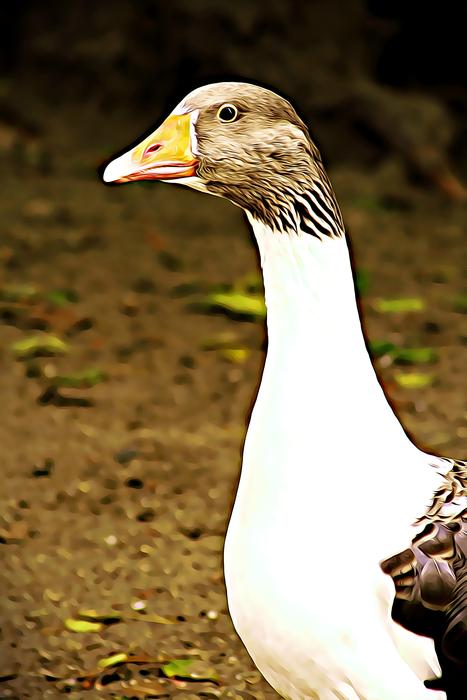 white and brown Goose, head close up