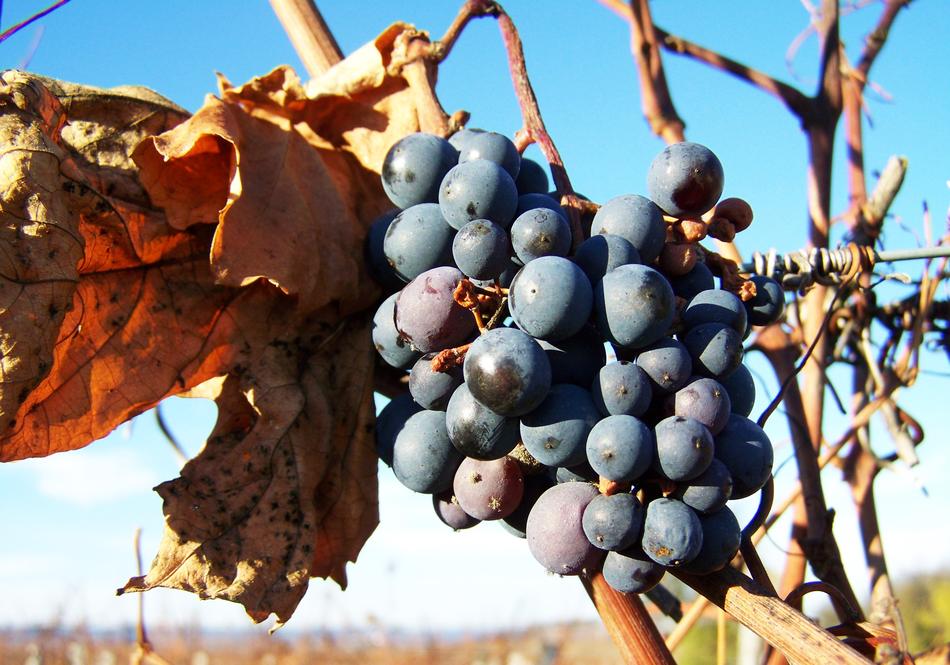 Grape Blue Ripe
