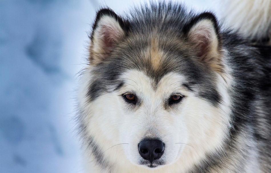Animals Dog Domestic Animal