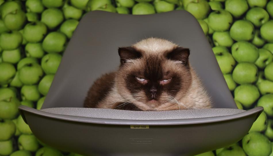 purebred cat on a gray chair against a background of green apples