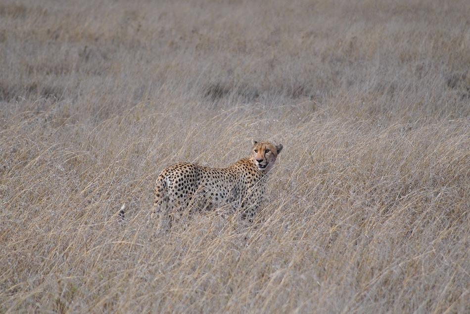 perfect Serengeti cat