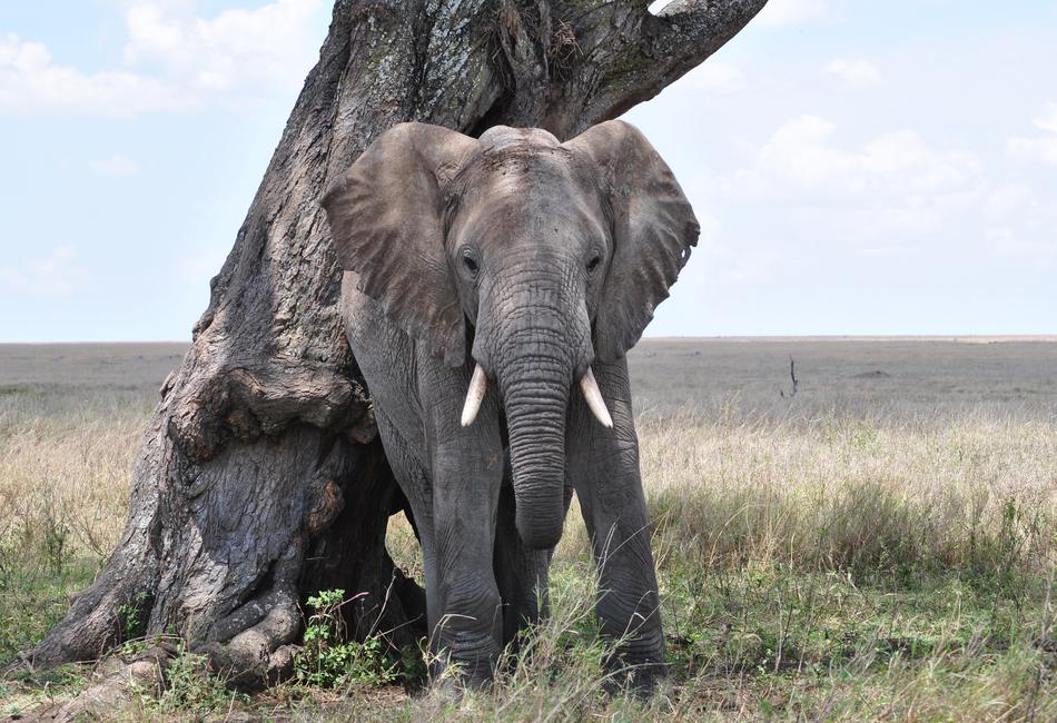 Elephant Serengeti Africa