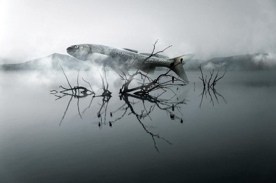 Fish and Wood on River