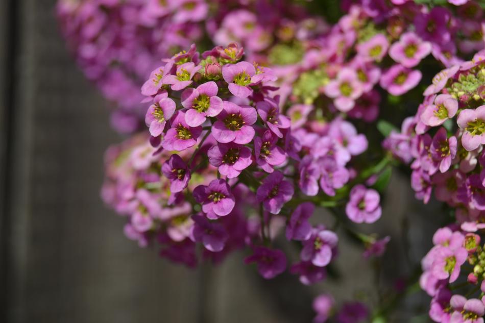 Lobularia Flowers Letnička Pink