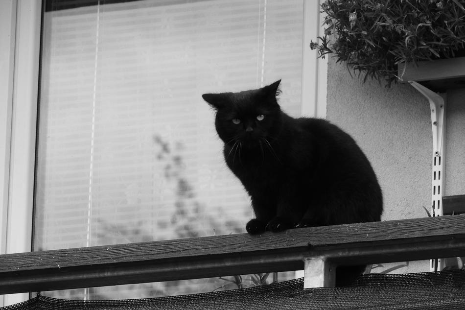 The black cat on the window