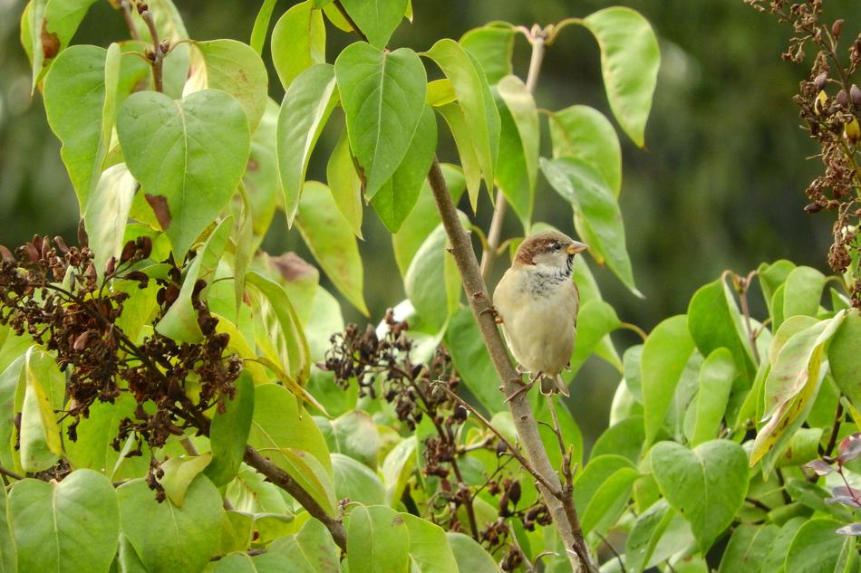 Passer Domesticus Bird In The Bush