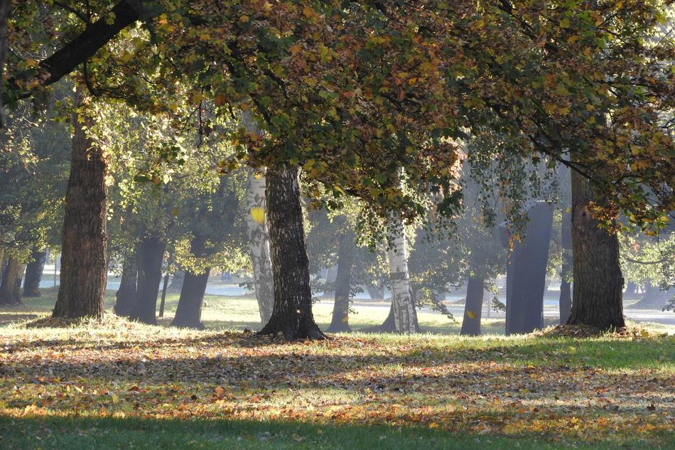 The Trees In Fall Autumn Park