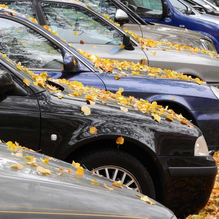 Yellow Leaves On The Hood