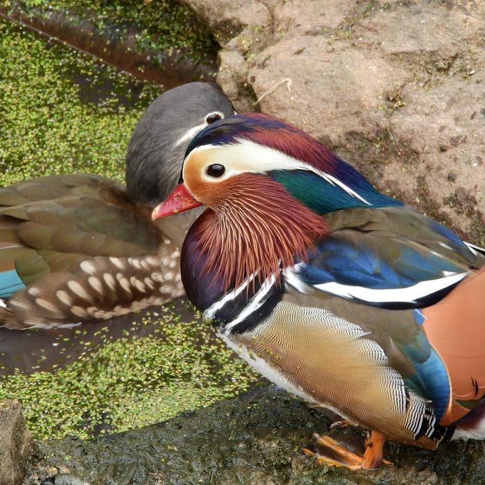 Mandarin An Ornamental