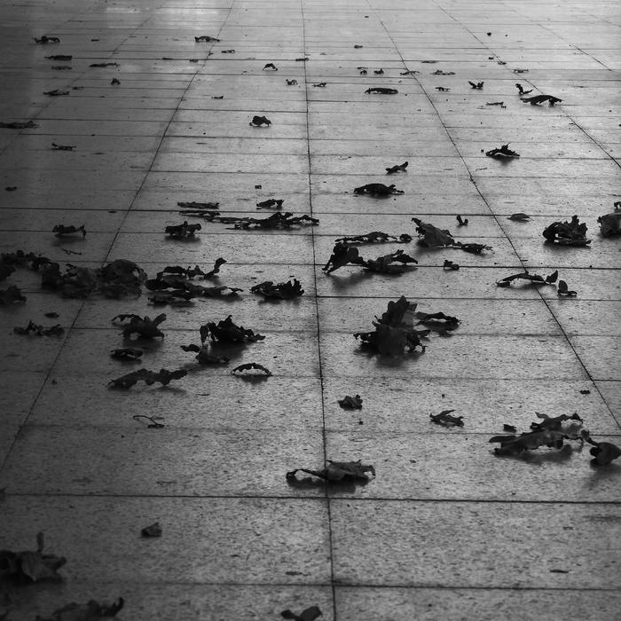 Leaves On Pavement Autumn Black