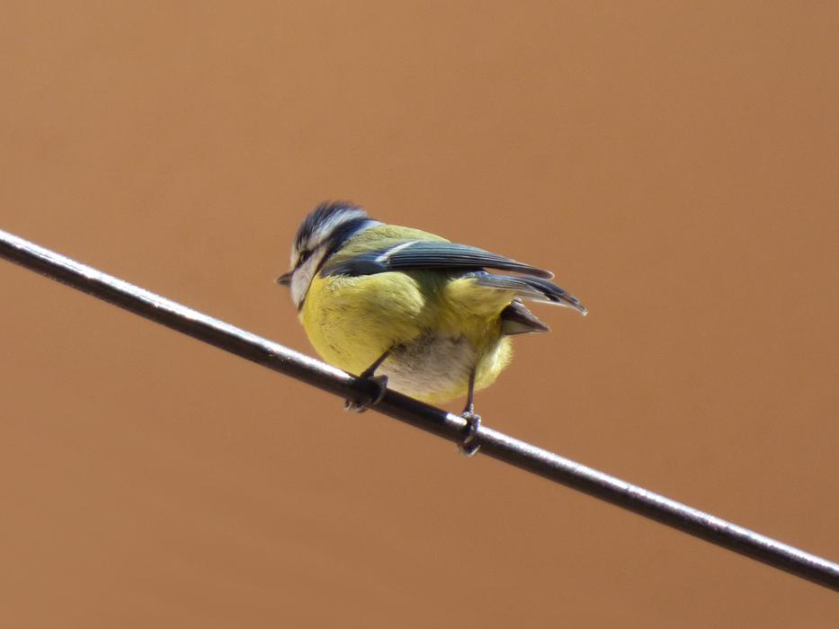 Beautiful and colorful Great tit on Cable, rear view