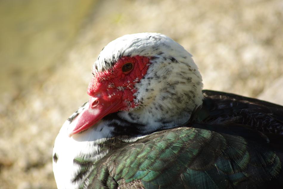 Duck barbarism Poultry