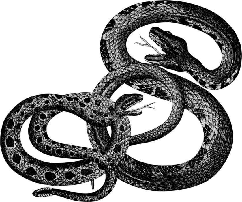 animals reptiles snakes vintage