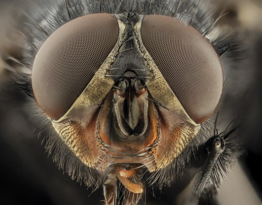 macro photo of the eye of a fly