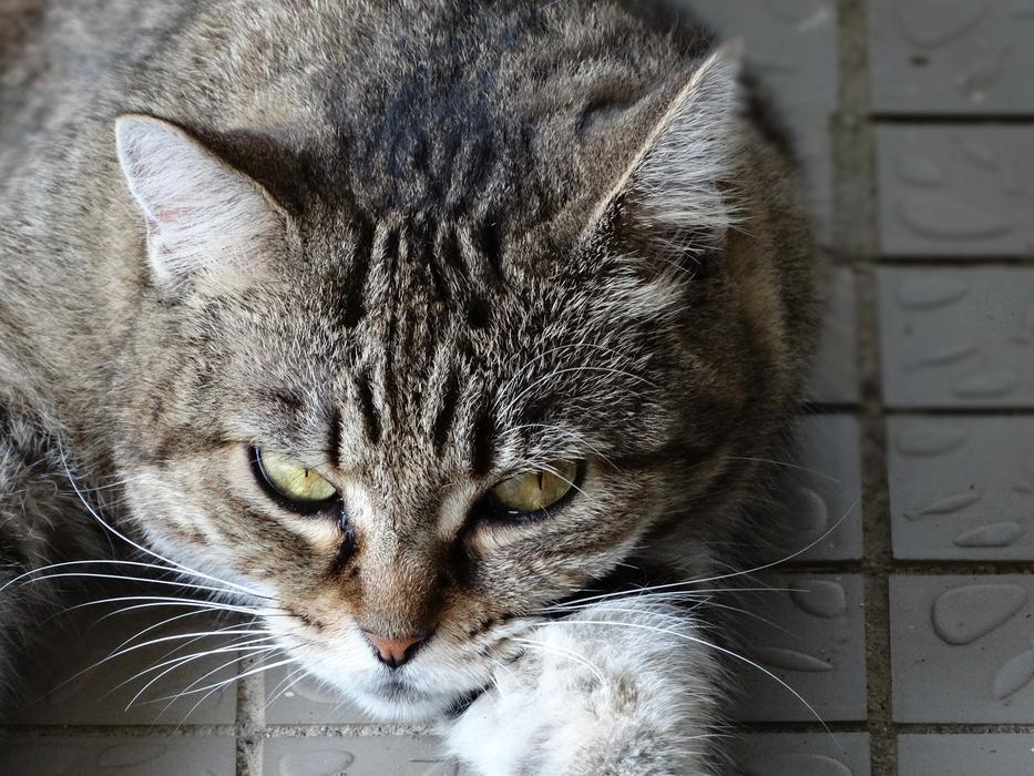 Feline Animal Cat