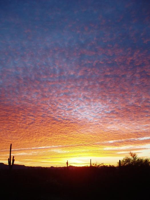Organ Pipe Cactus at Sunset