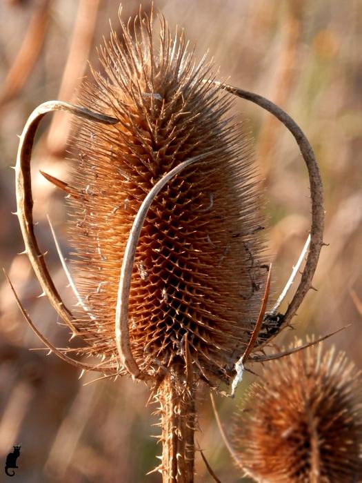 Thistle Arid Drying